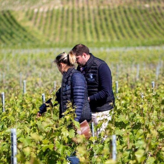 Wijngaard van Champagne Fernand Lemaire in Hautvillers, 1er Cru