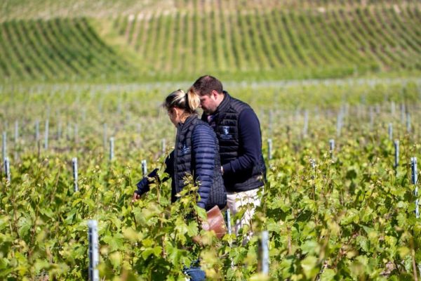 Wijngaard van Champagne Fernand Lemaire in Hautvillers, 1er Cru